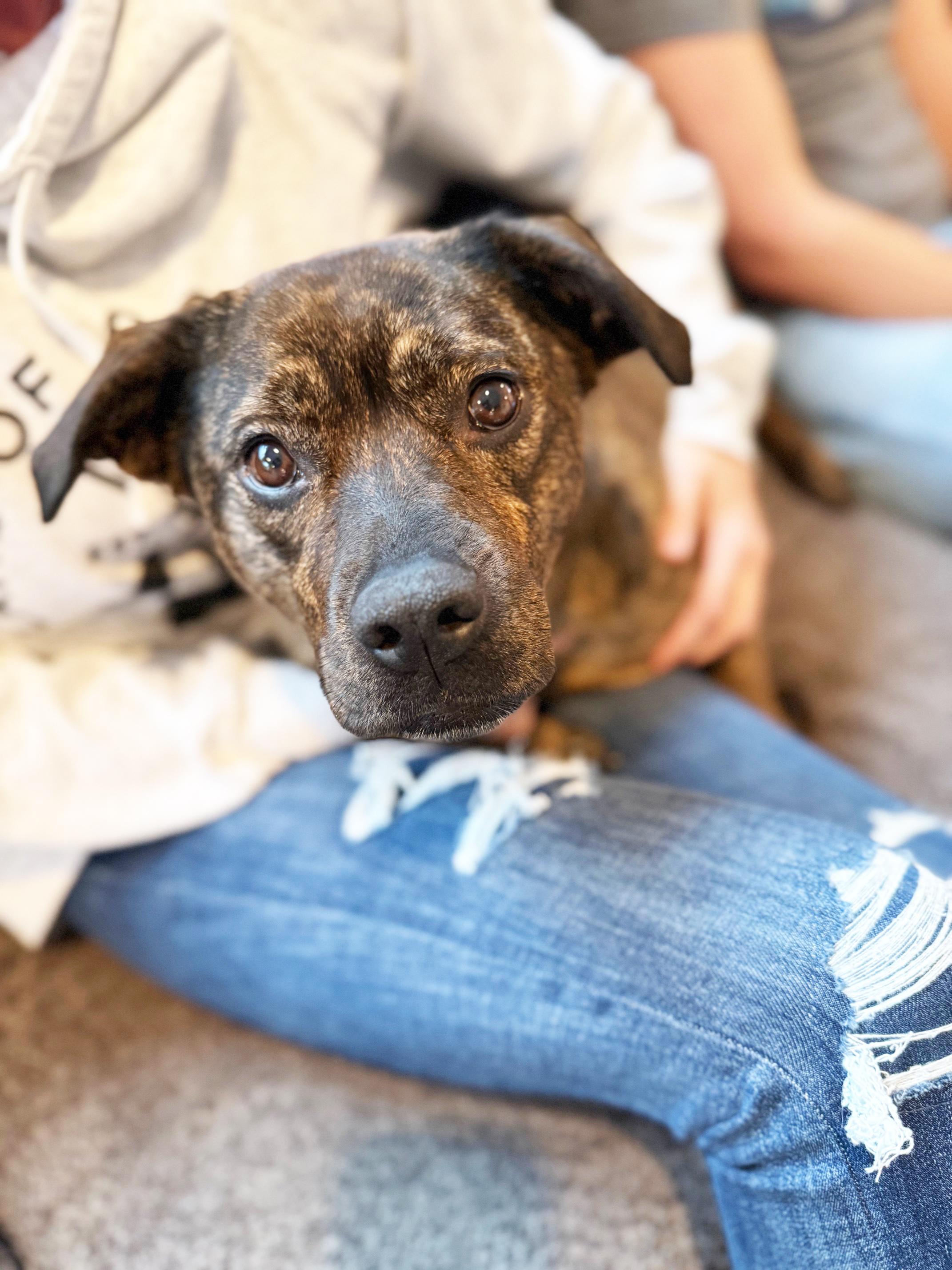 Enlarge Nesta - cuddly lap dog, so sweet!, a ADOPTABLE mixed breed in Oshkosh, WI image 5/6