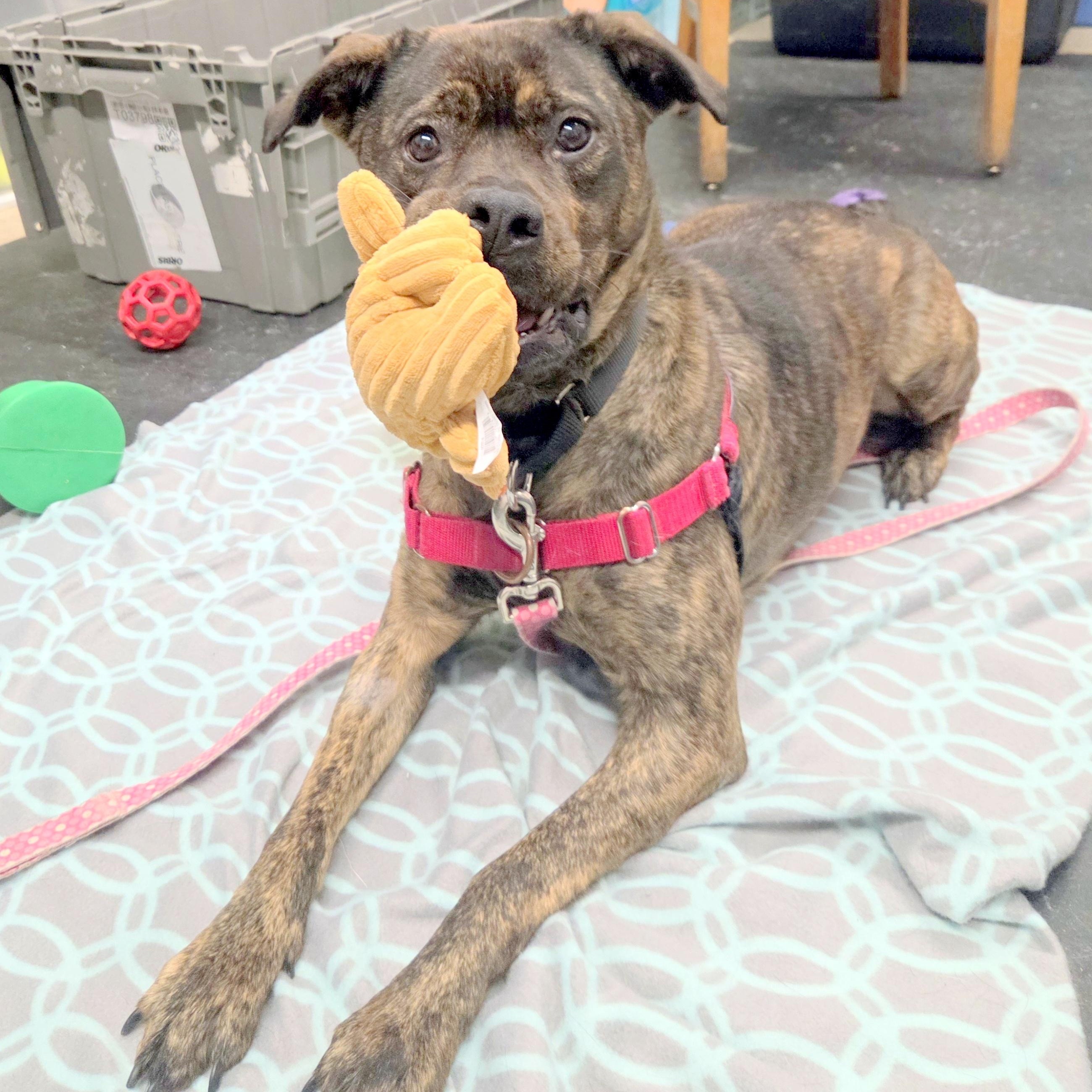 Nesta-An absolute sweetheart, a ADOPTABLE mixed breed in Oshkosh, WI image 1/3