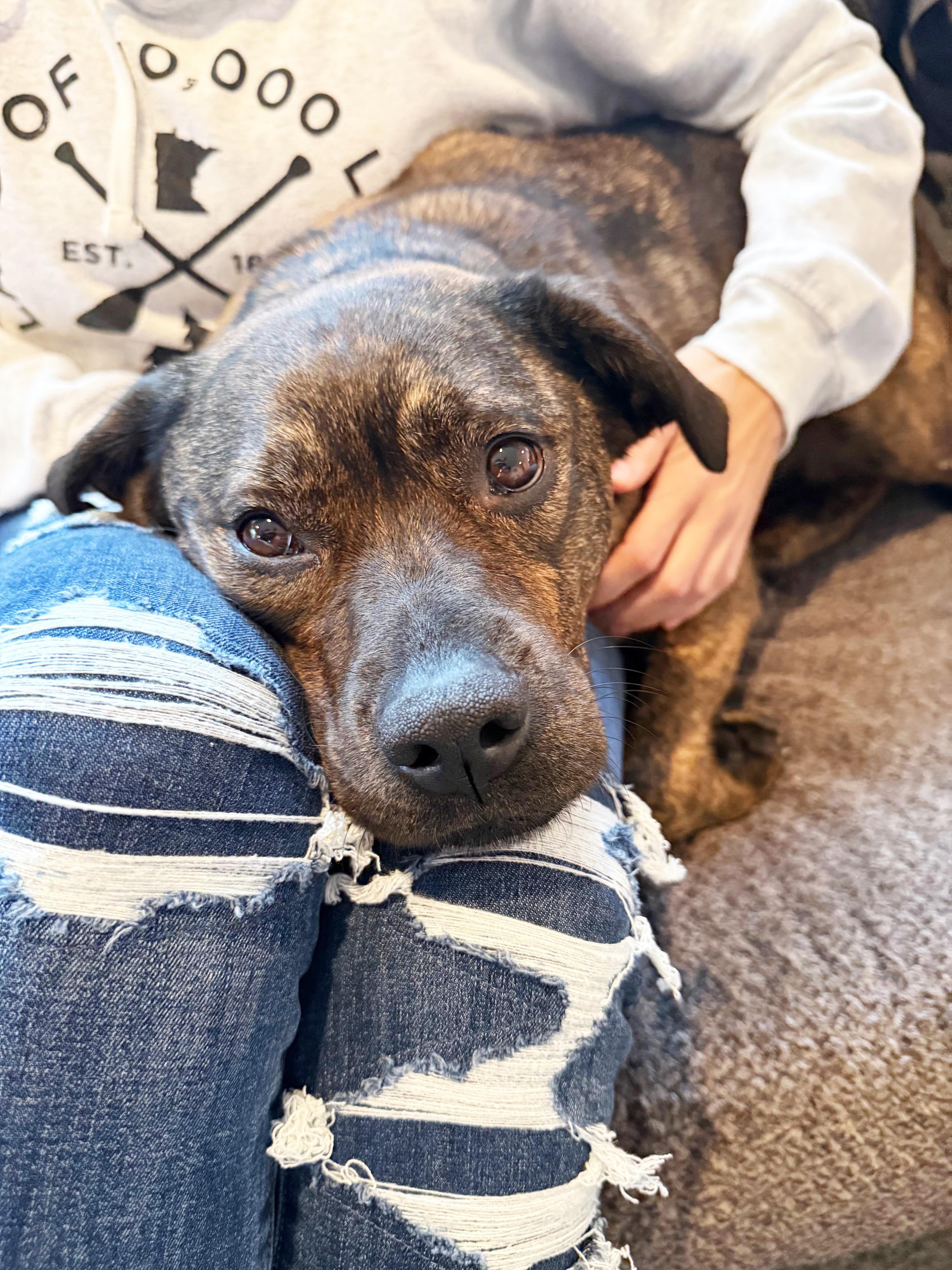 Enlarge Nesta - cuddly lap dog, so sweet!, a ADOPTABLE mixed breed in Oshkosh, WI image 2/6