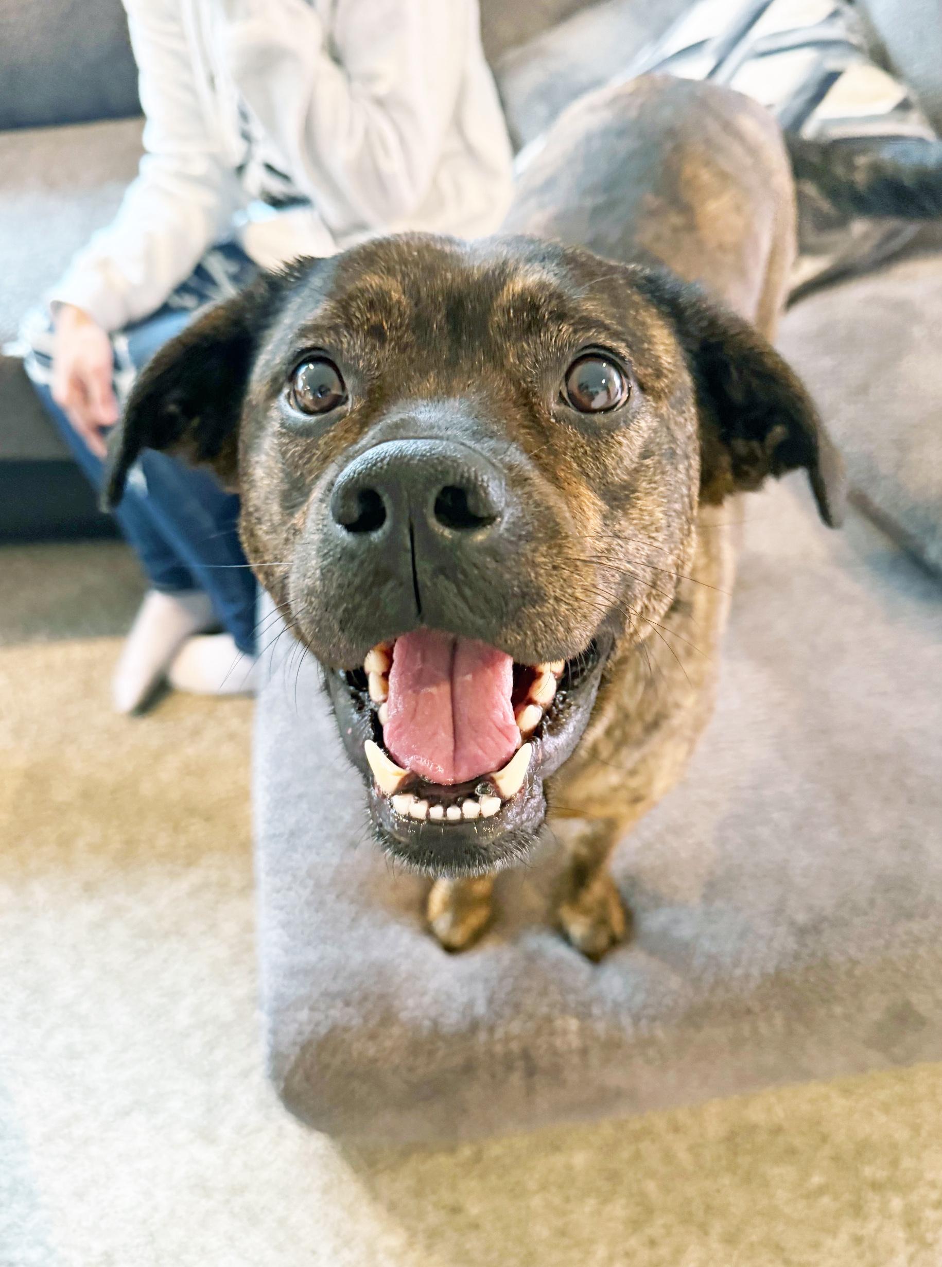 Nesta - cuddly lap dog, so sweet!, ADOPTABLE, Young Female Mixed Breed.