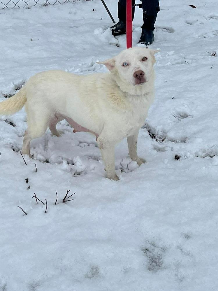 RC Bunny, Adoptable, Adult Female Siberian Husky.