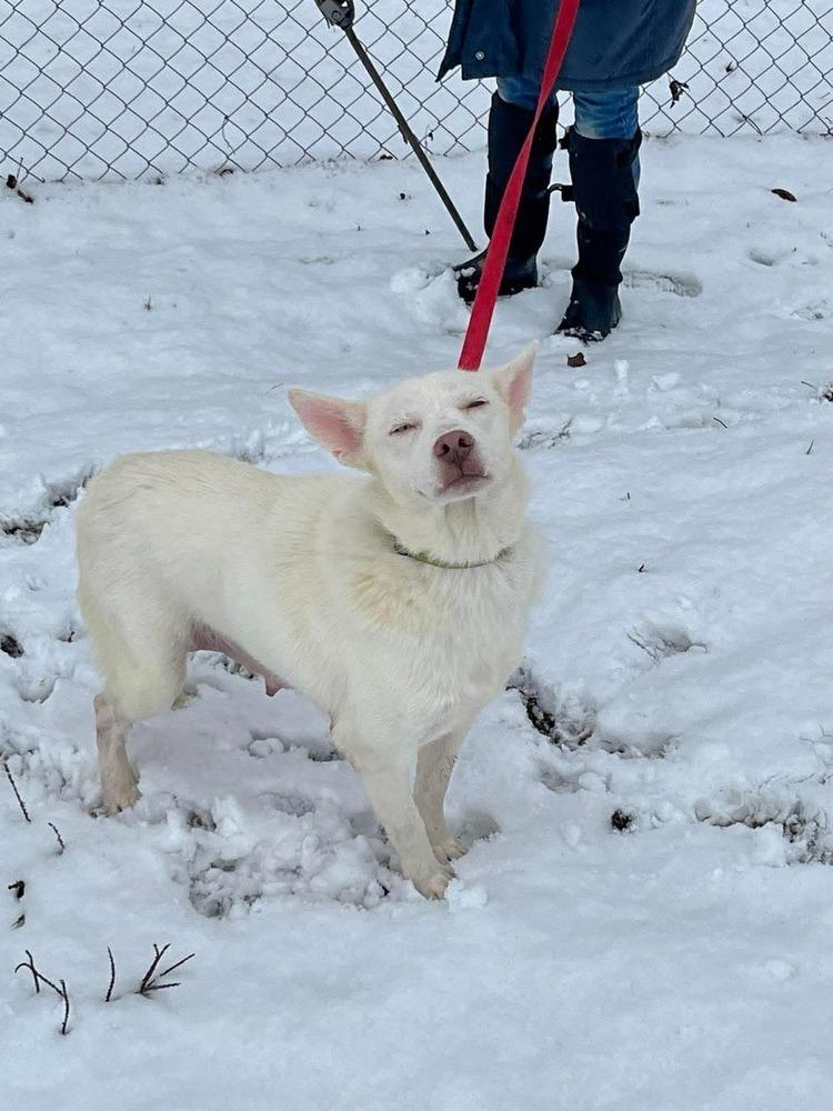 Enlarge RC Bunny, a Adoptable mixed breed in Aurora, IN image 2/4
