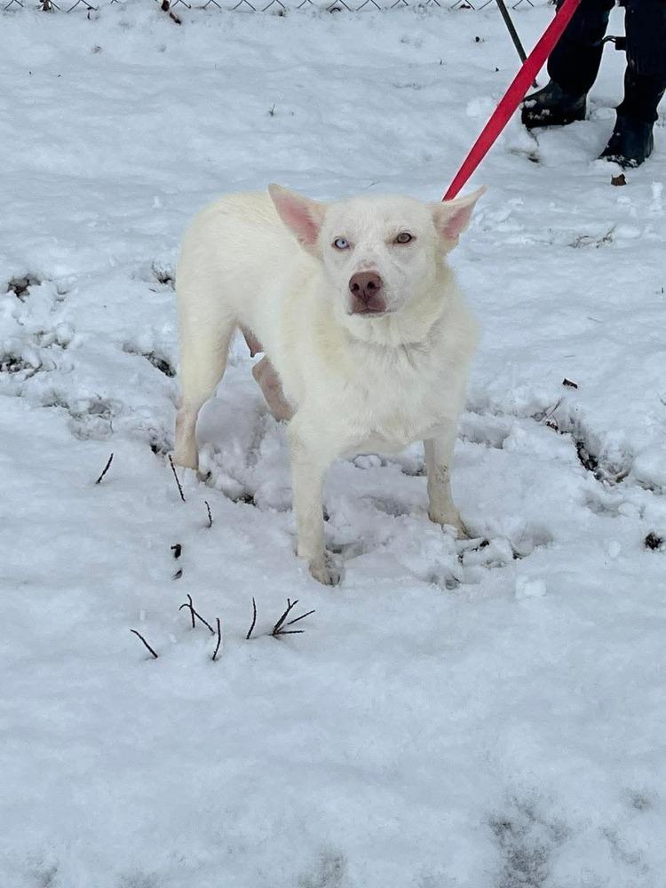 Enlarge RC Bunny, a Adoptable mixed breed in Aurora, IN image 3/4