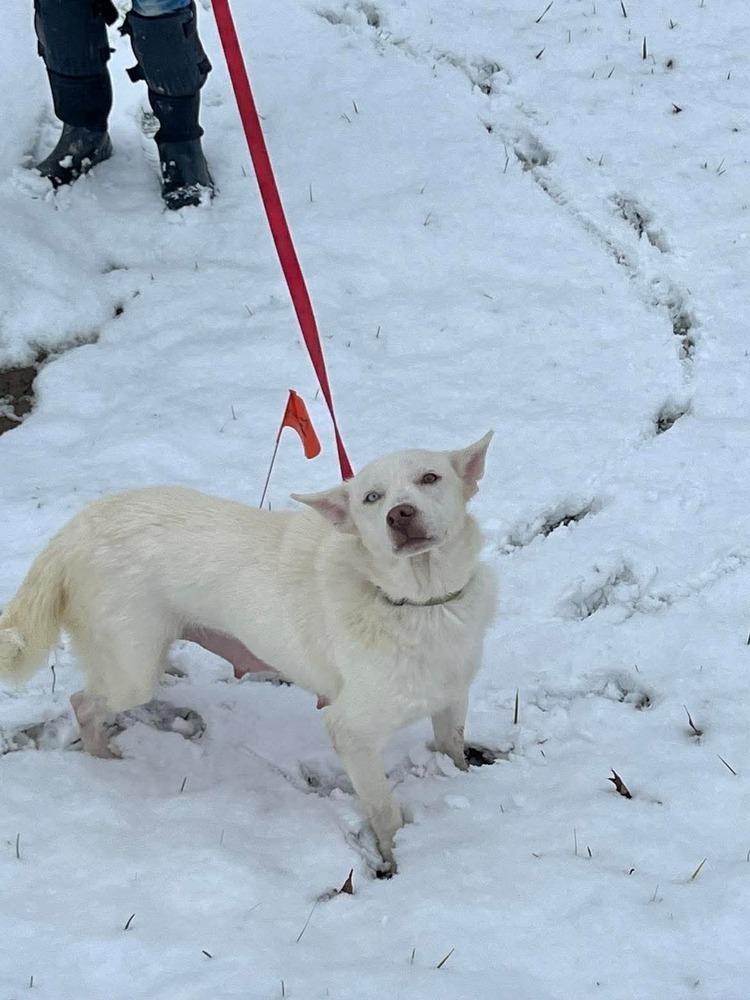 Enlarge RC Bunny, a Adoptable mixed breed in Aurora, IN image 4/4