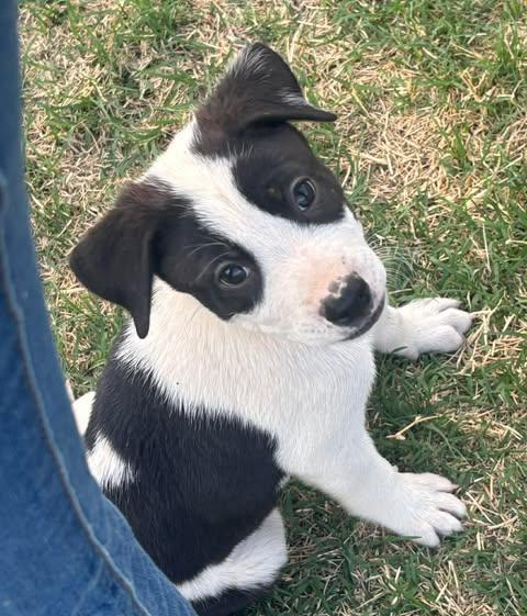 Enlarge Luigi, a Adoptable Terrier in San Tan Valley, AZ image 1/1