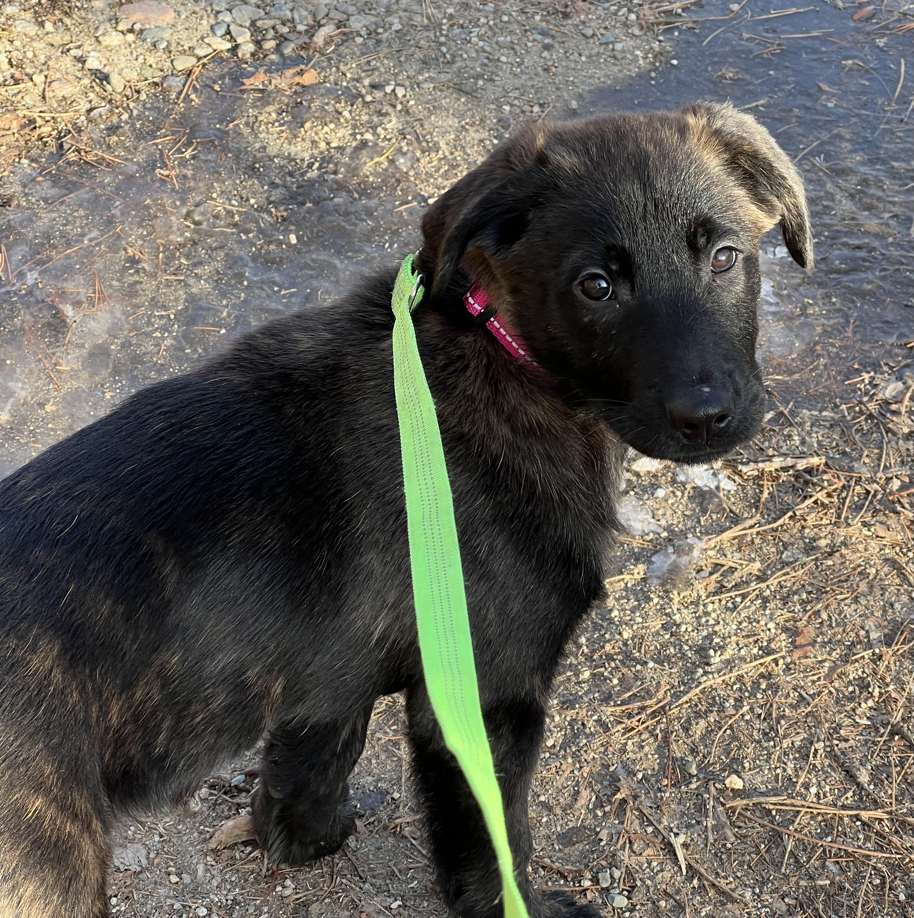Enlarge Quincy, a ADOPTABLE mixed breed in Medfield, MA image 1/6