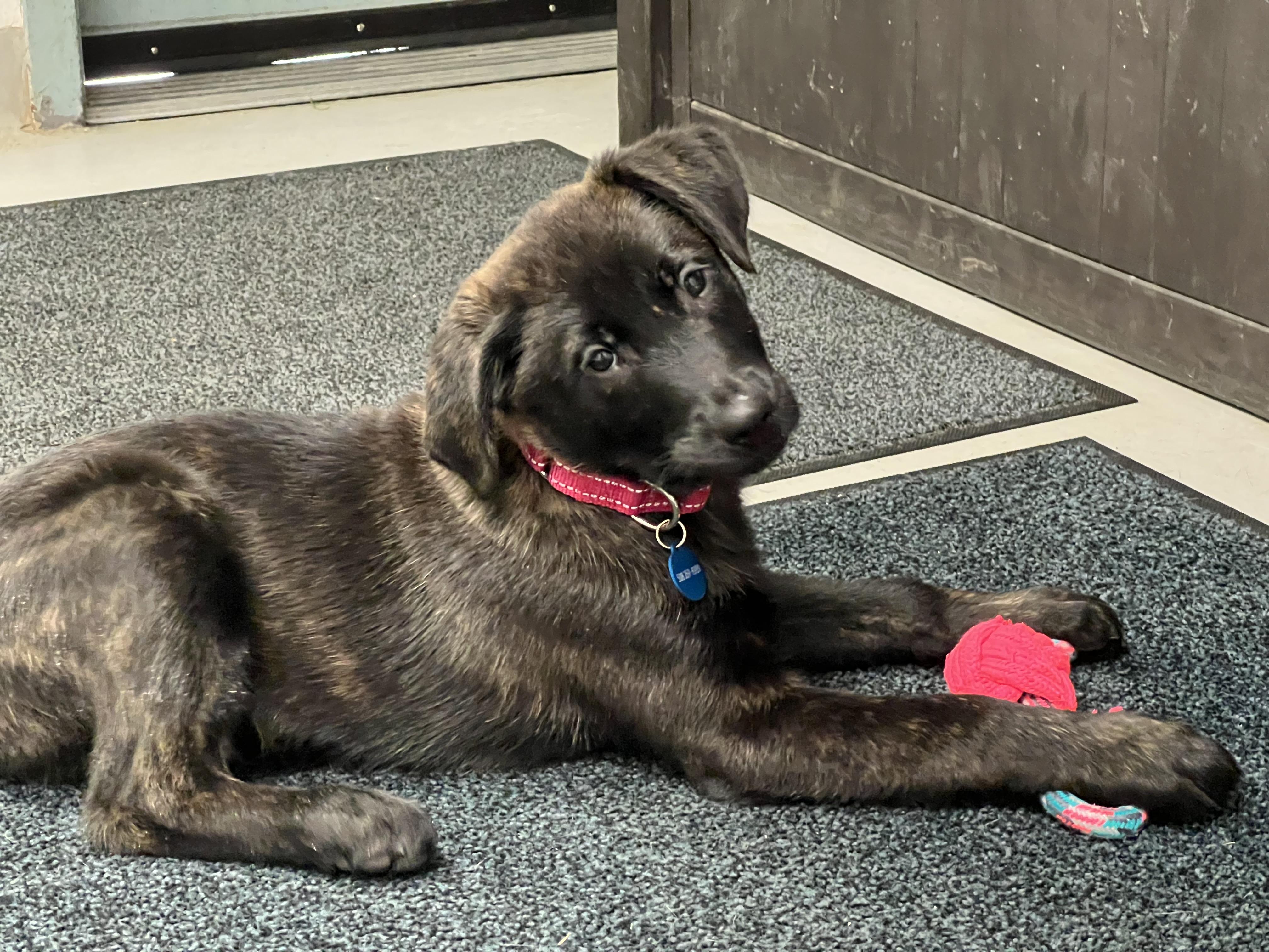 Enlarge Quincy, a ADOPTABLE mixed breed in Medfield, MA image 3/6