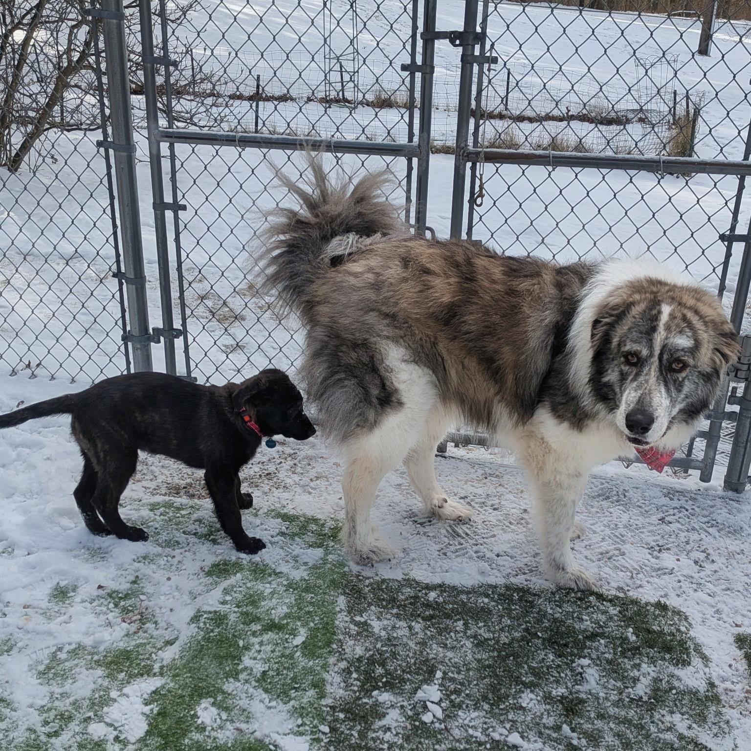Enlarge Quincy, a ADOPTABLE mixed breed in Medfield, MA image 5/6