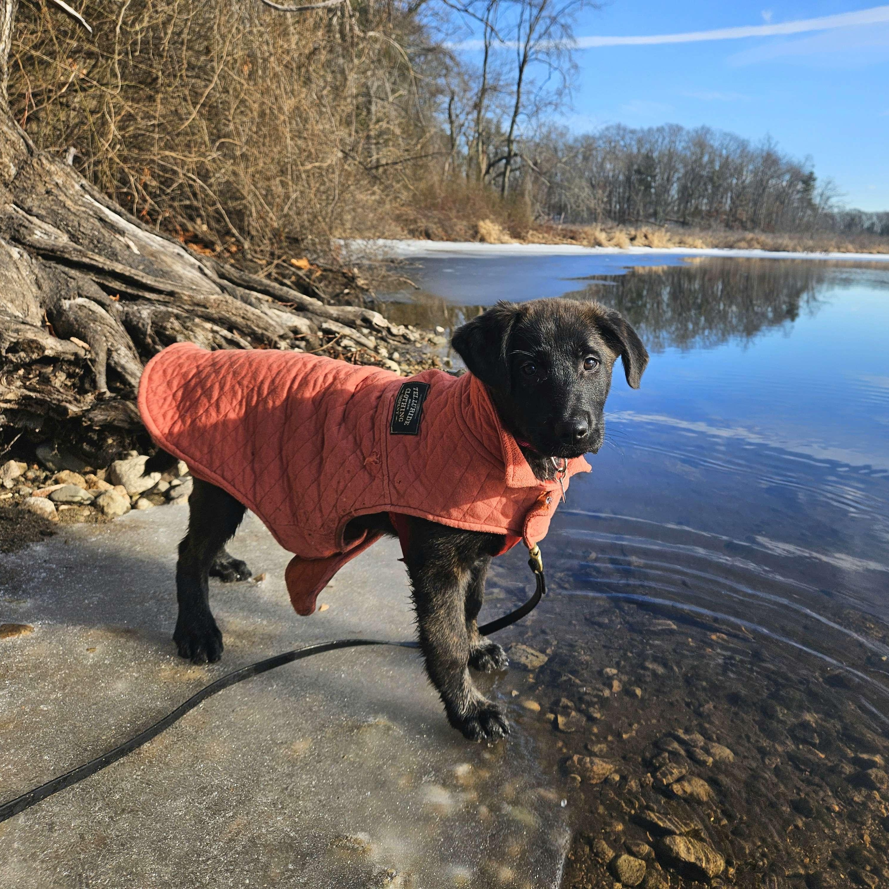 Enlarge Quincy, a ADOPTABLE mixed breed in Medfield, MA image 1/6