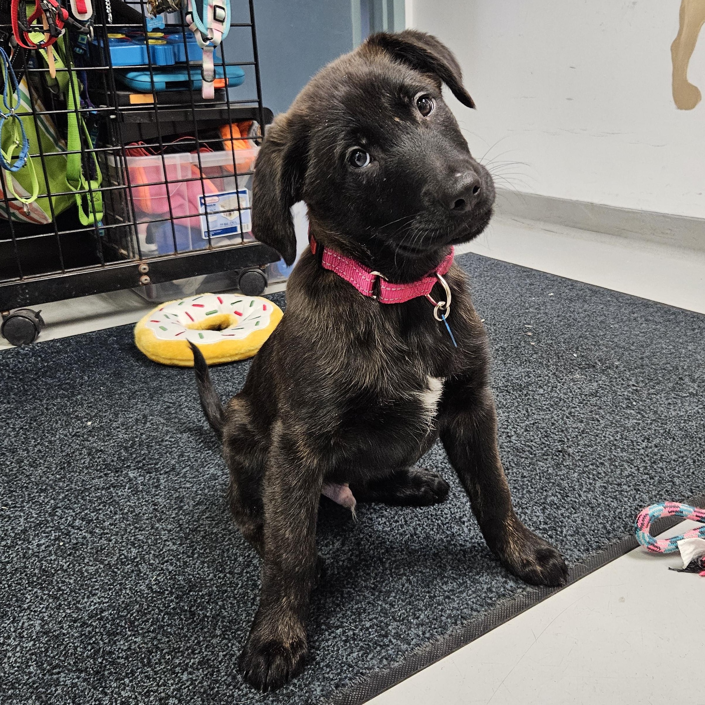 Enlarge Quincy, a ADOPTABLE mixed breed in Medfield, MA image 2/6