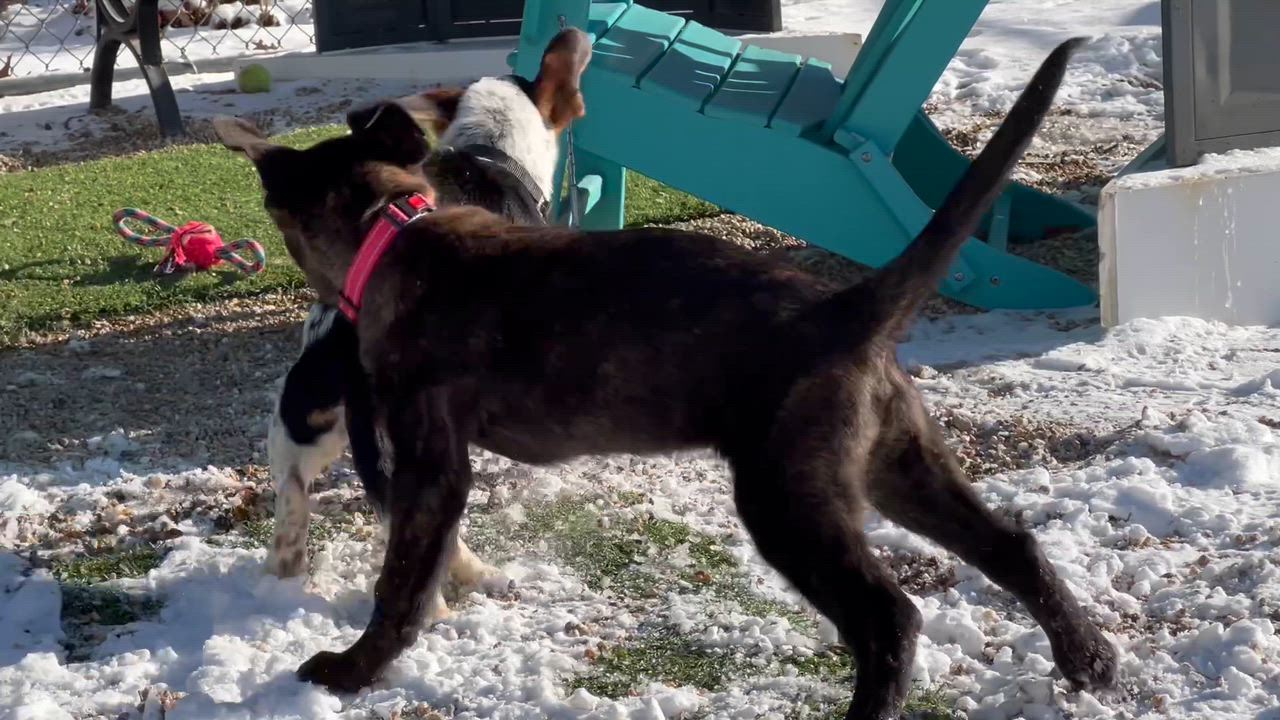 Enlarge Quincy, a ADOPTABLE mixed breed in Medfield, MA video 6/6