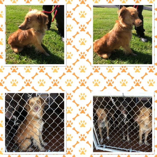 Enlarge LADY BLAIR, a Adoptable mixed breed in Buckhannon, WV image 1/1