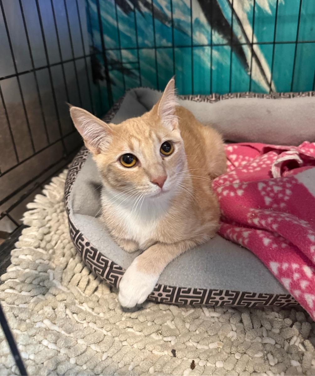 Colt, adopted, Young Male Tabby.