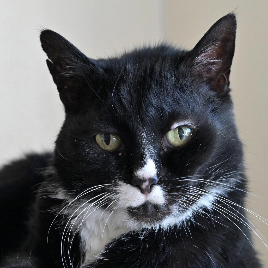 Toodles, Adoptable, Senior Female Domestic Short Hair.