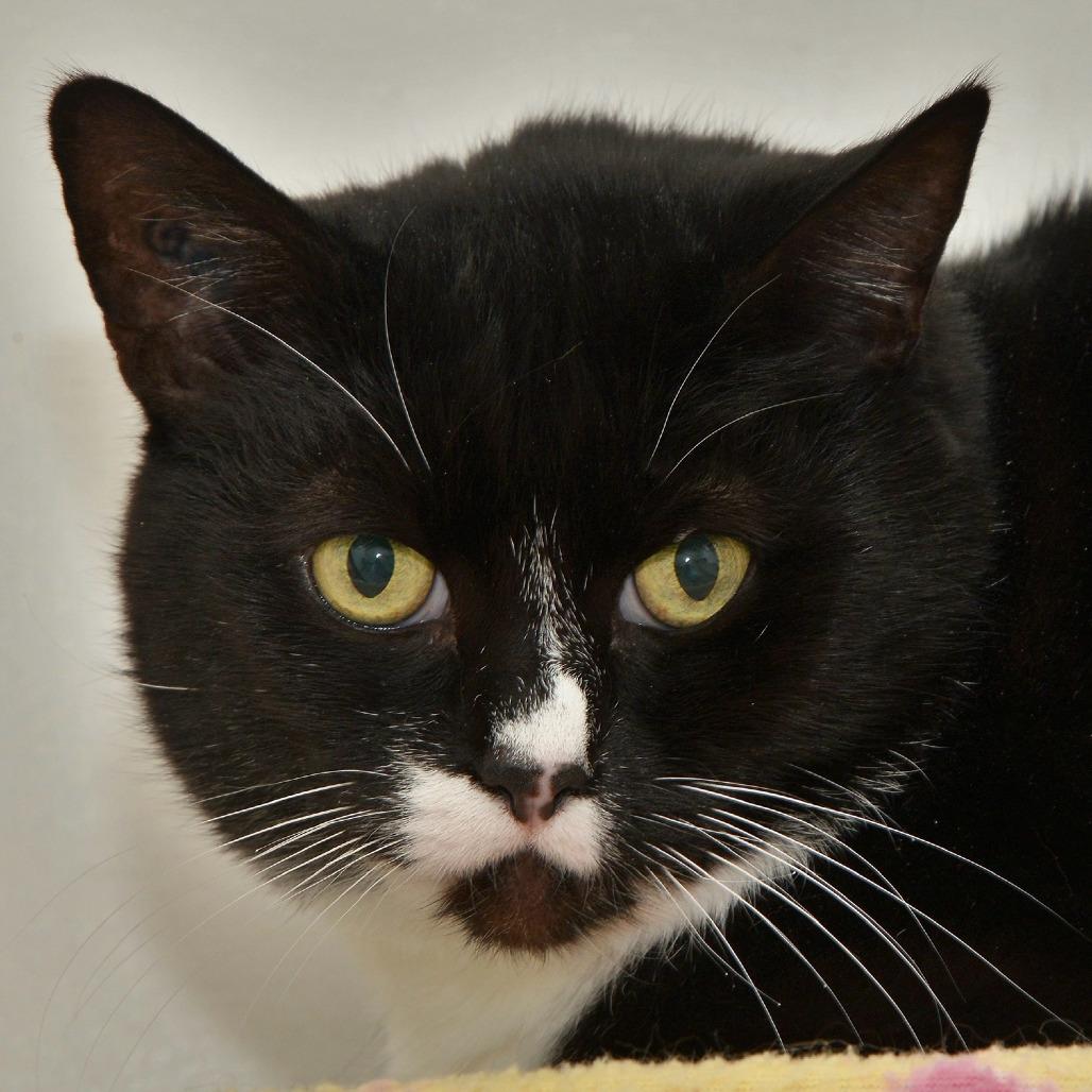 Enlarge Toodles, a Adoptable Domestic Short Hair in Chilliwack, BC image 2/2