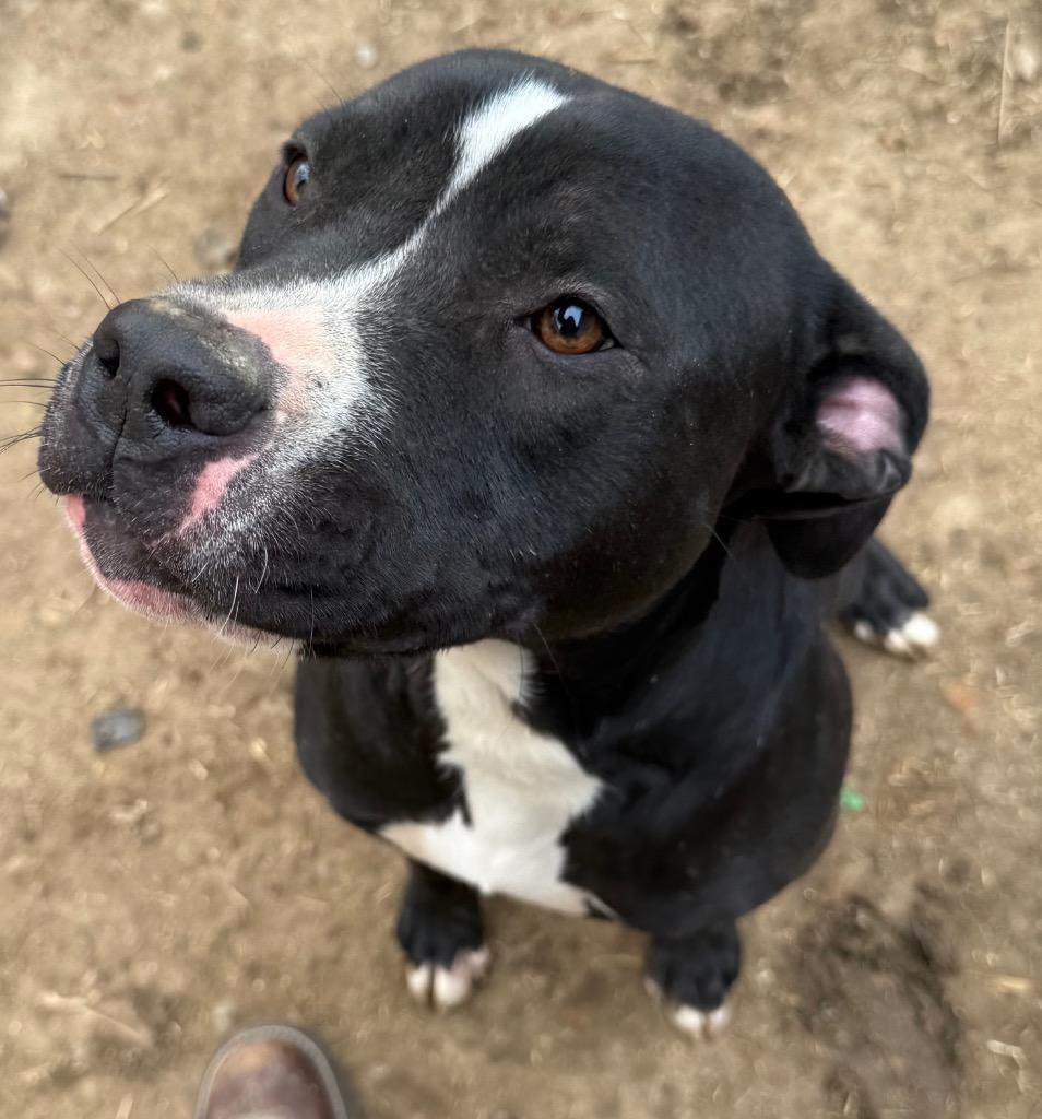 Enlarge Hiedi, a Adoptable mixed breed in Fayetteville, TN image 1/1
