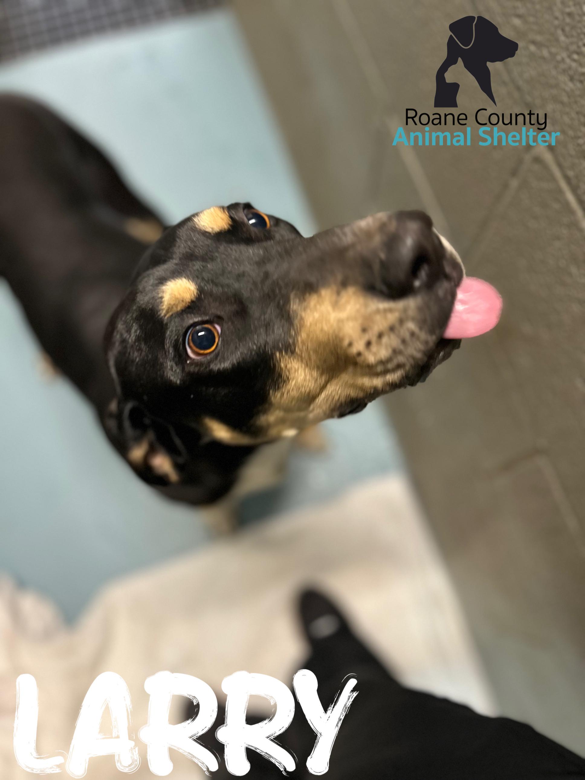 Larry, ADOPTABLE, Adult Male Hound.