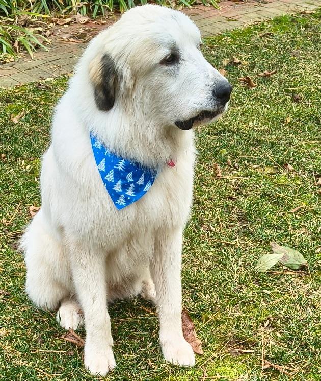 Toby, ADOPTABLE, Young Male Great Pyrenees.