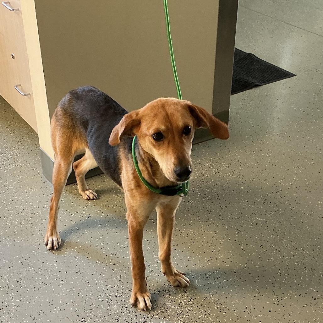 Enlarge Savannah, a Adoptable mixed breed in Galax, VA image 1/1