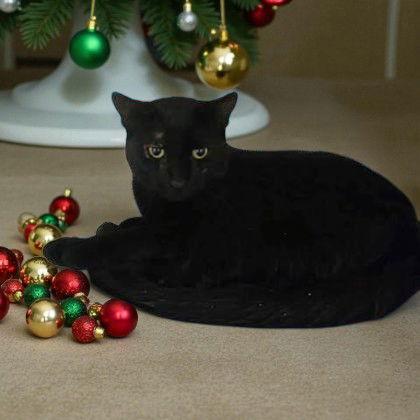 Cuddles, Adoptable, Young Male Domestic Short Hair.