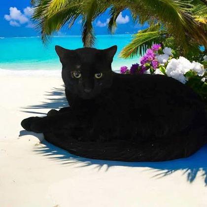 Enlarge Cuddles, a Adoptable Domestic Short Hair in Sullivan, IN image 2/2