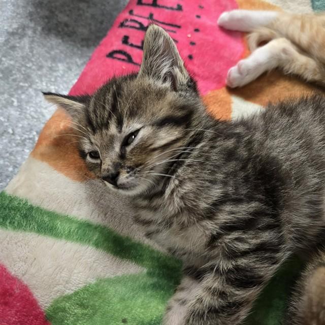 ZUMA, Adoptable, Kitten Male Domestic Short Hair.
