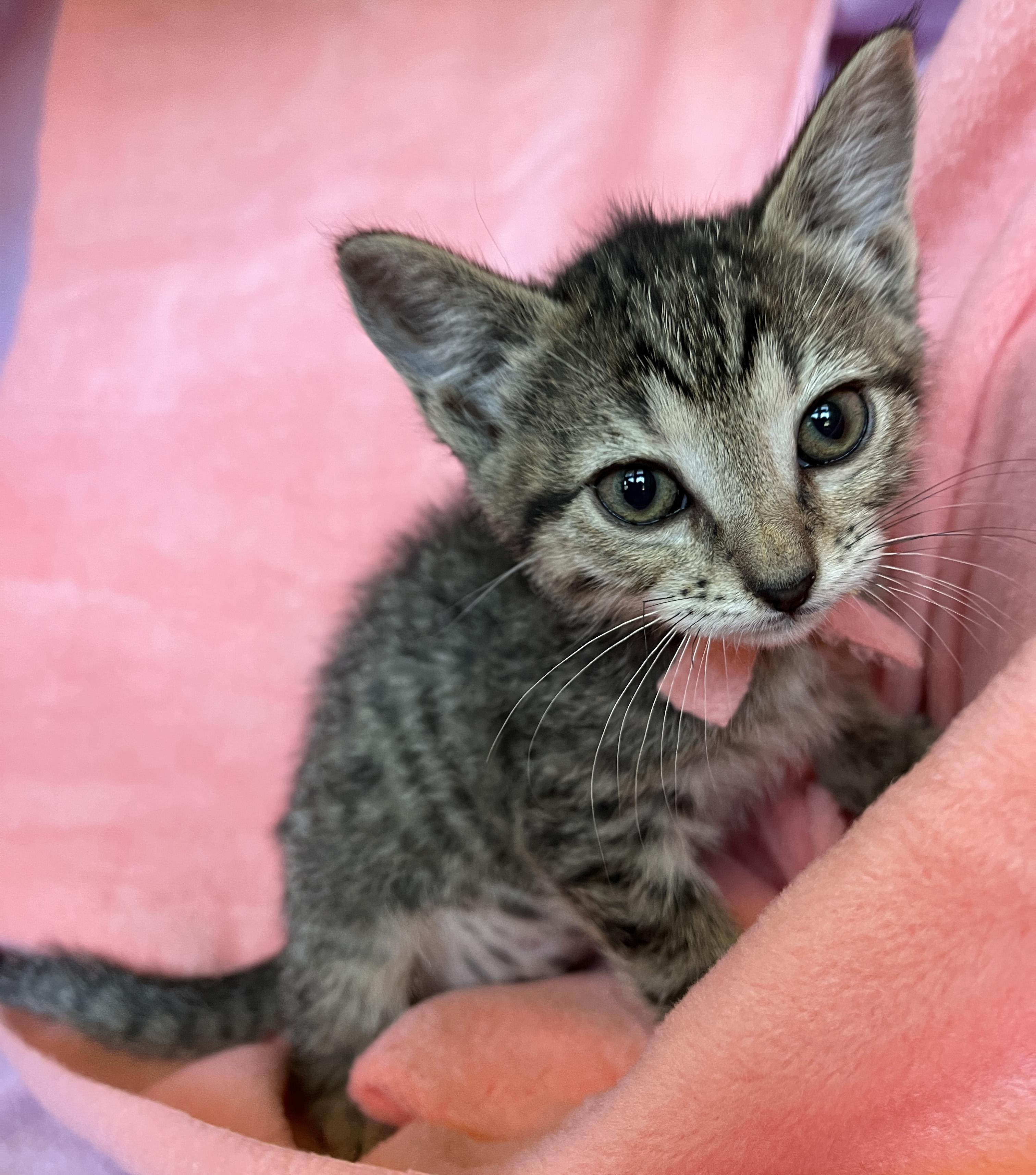 KIki, ADOPTABLE, Kitten Female Bengal & Domestic Short Hair.