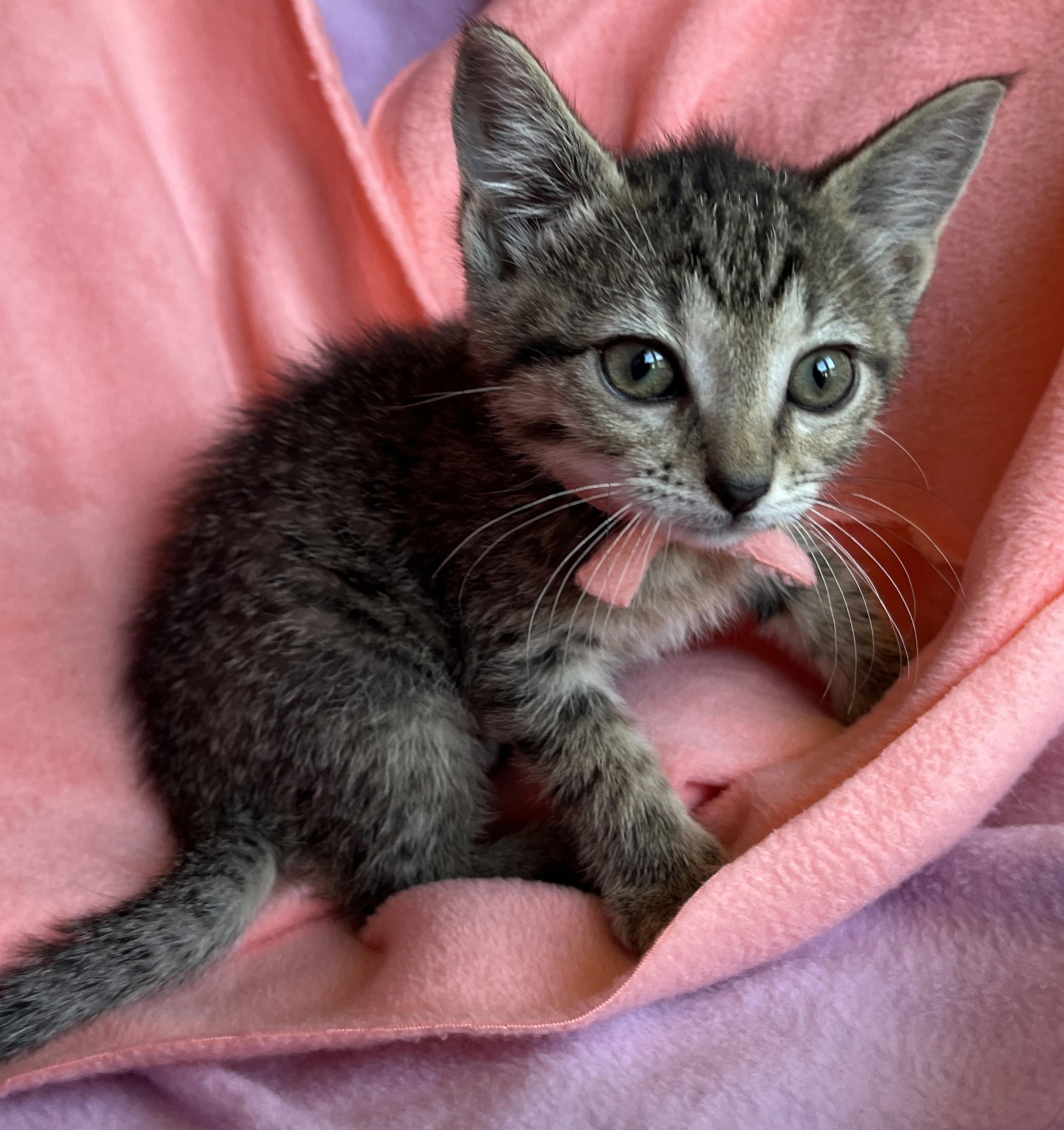 Enlarge KIki, a ADOPTABLE mixed breed in Lake Oswego, OR image 2/2