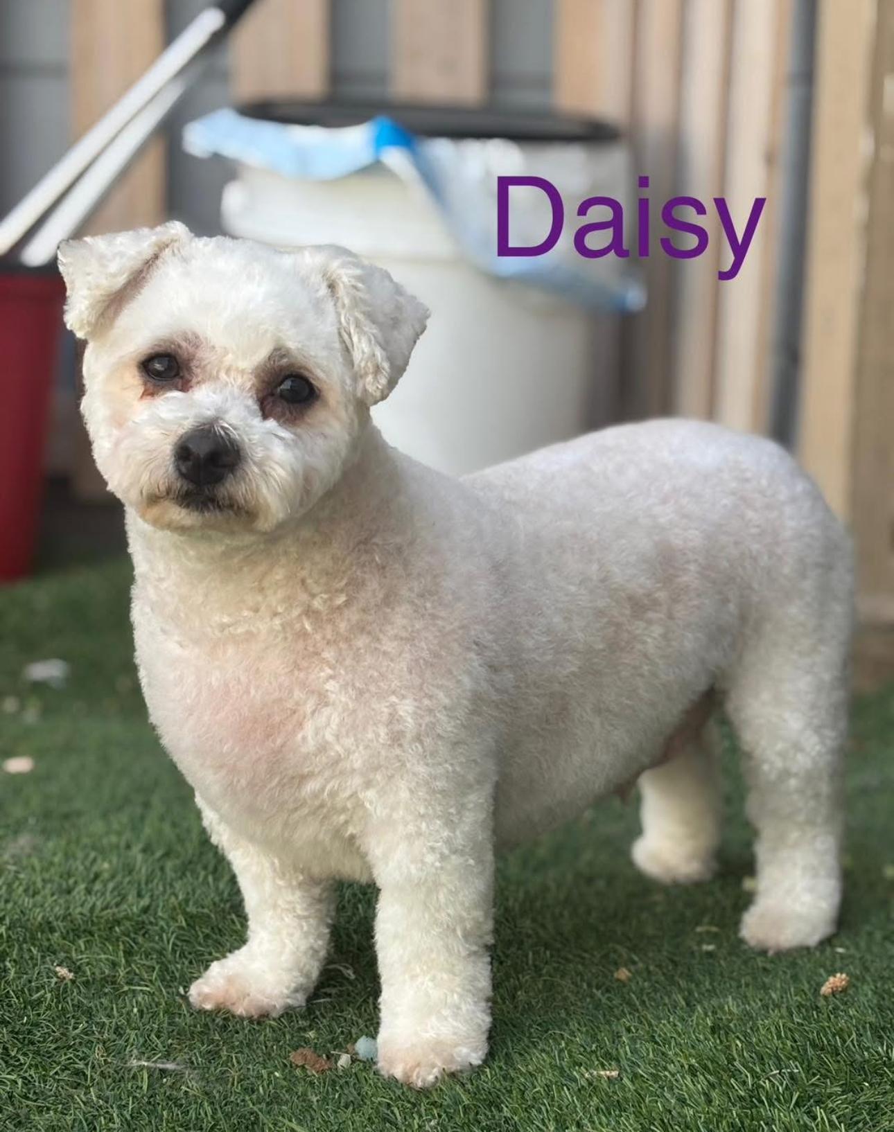 Daisy & Lilly