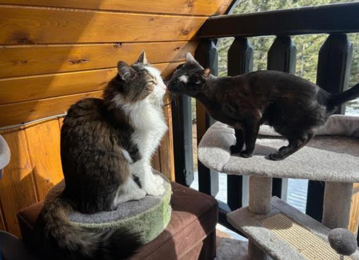 Enlarge Bagheera, a ADOPTABLE mixed breed in Calgary, AB image 2/3