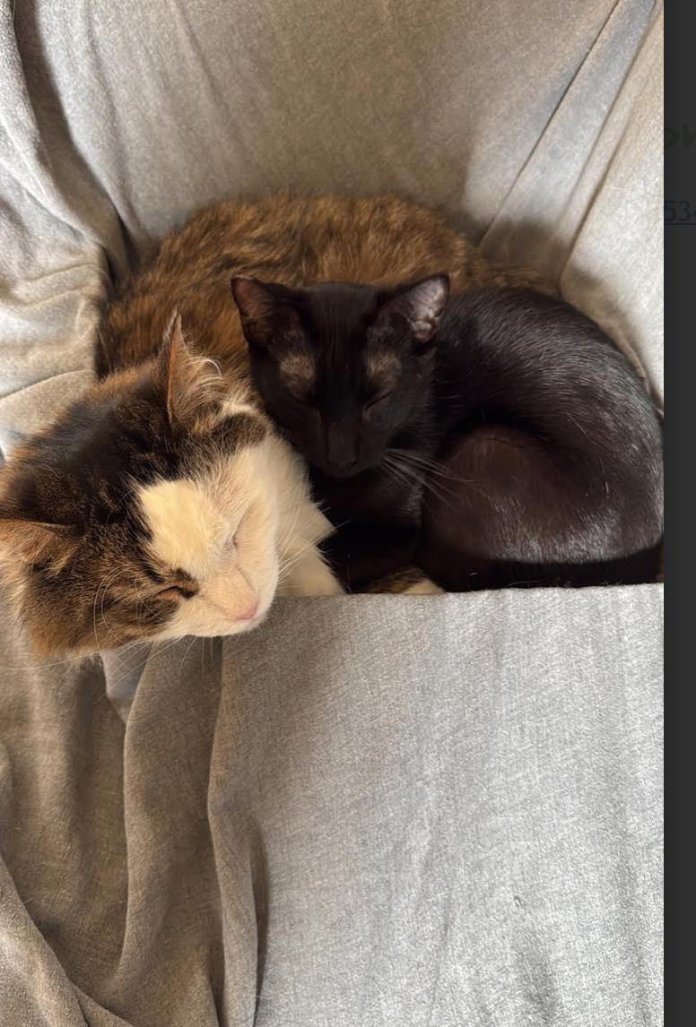 Enlarge Bagheera, a ADOPTABLE mixed breed in Calgary, AB image 3/3