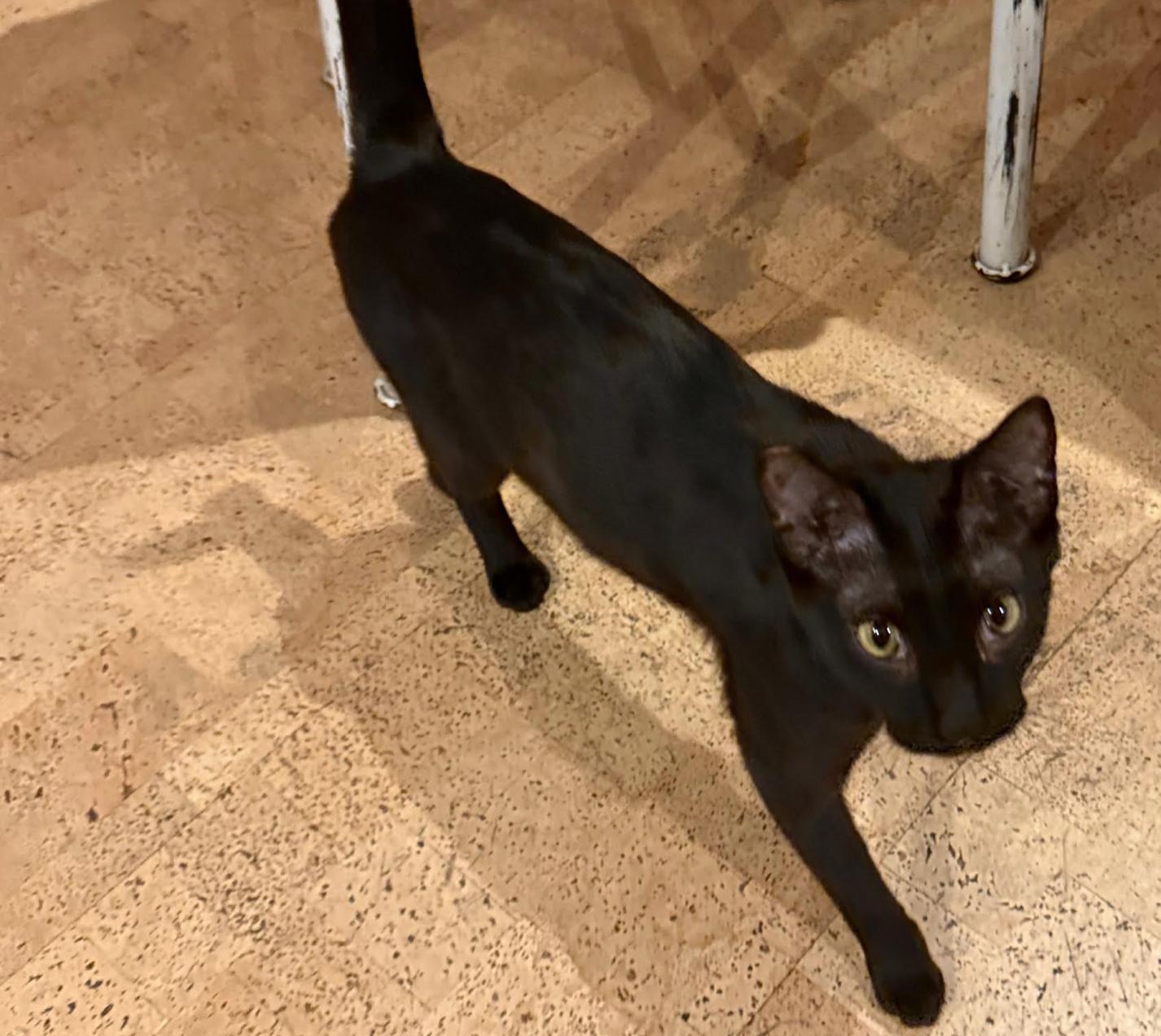 Bagheera, ADOPTABLE, Young Female Siamese.