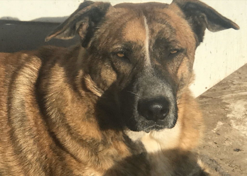 Waylon, a Adoptable mixed breed in Austin, TX image 1/3