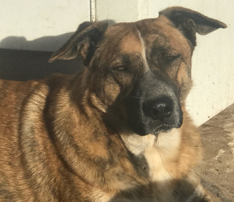 Waylon, a Adoptable mixed breed in Austin, TX image 3/3