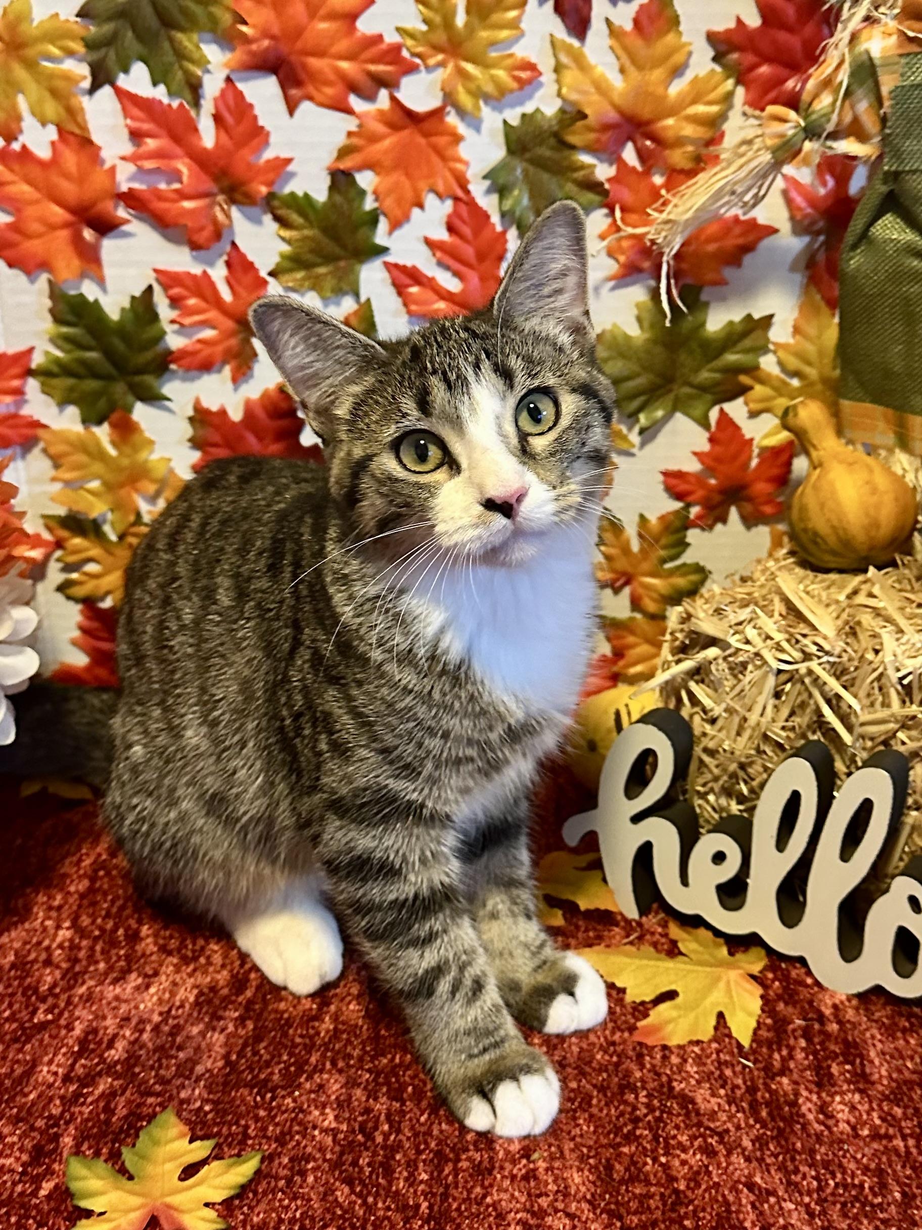 Squeaks, Adoptable, Young Female Domestic Short Hair.