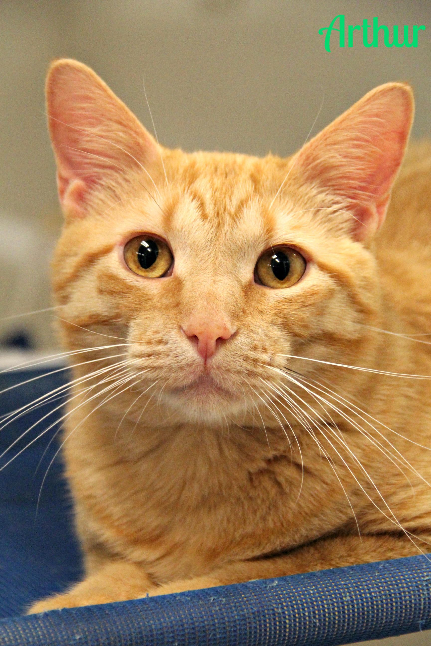 Arthur , ADOPTABLE, Young Male Domestic Short Hair.