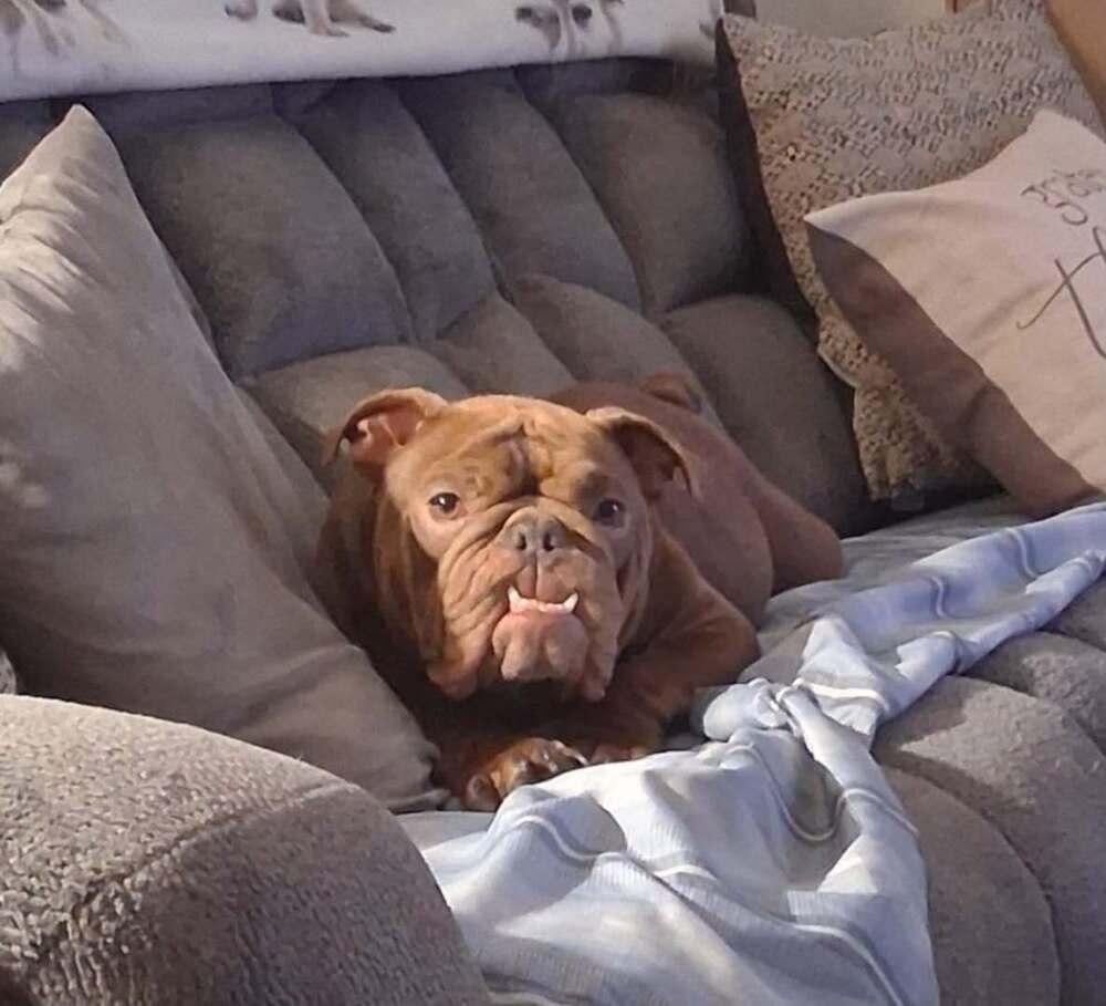 Coco Chanel, Adoptable, Young Female English Bulldog.