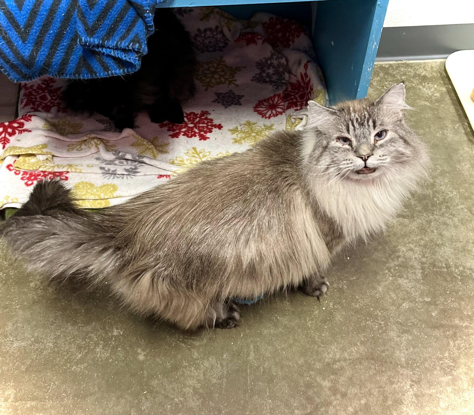 Enlarge Tuna Melt, a Adopted mixed breed in Estherville, IA image 1/3