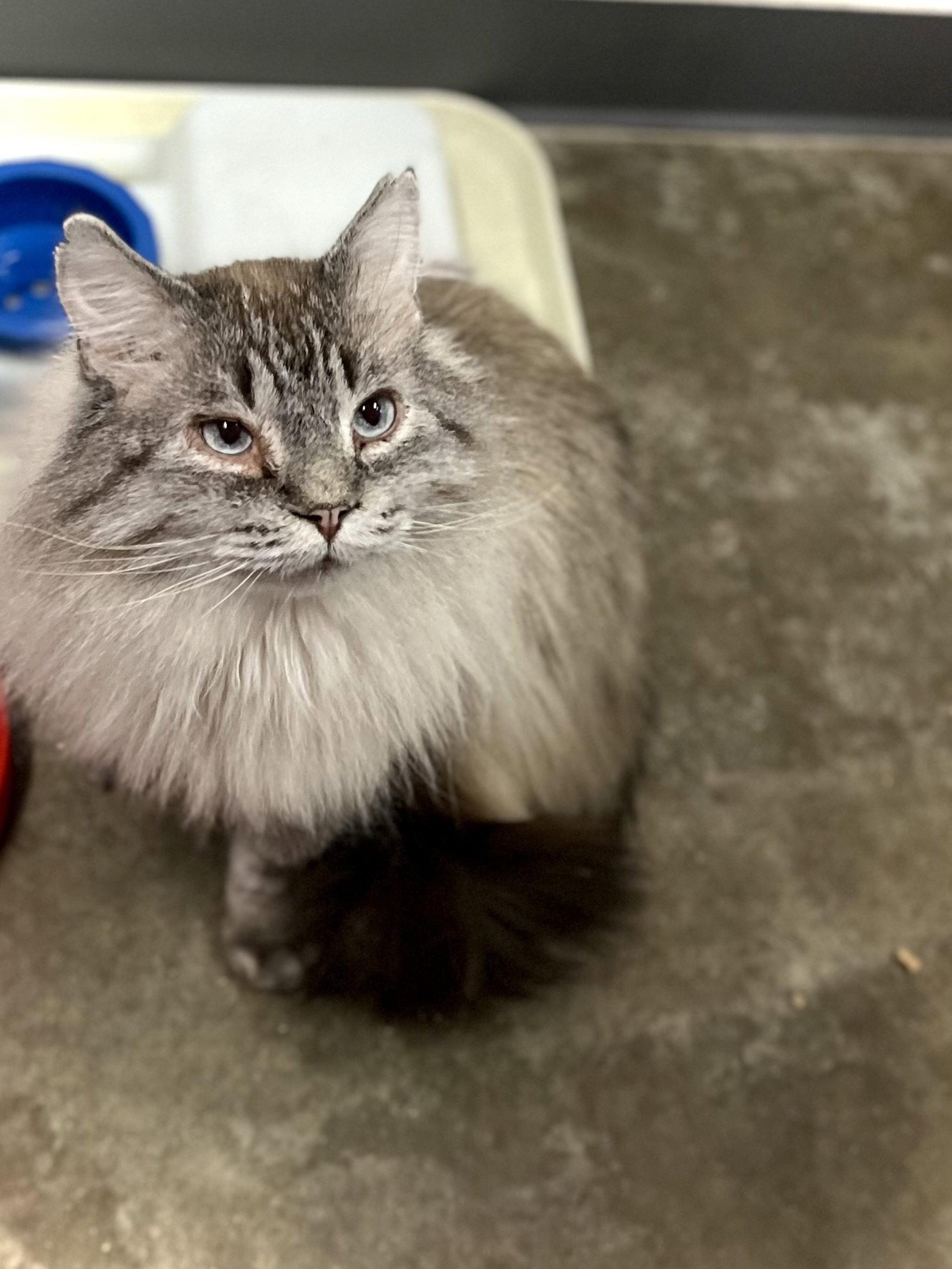Enlarge Tuna Melt, a Adopted mixed breed in Estherville, IA image 3/3