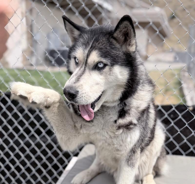 Duke, Adoptable, Adult Male Husky.