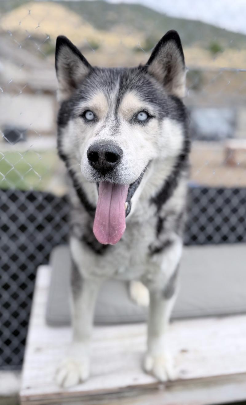 Enlarge Duke, a Adoptable Husky in Fruit Heights, UT image 2/6
