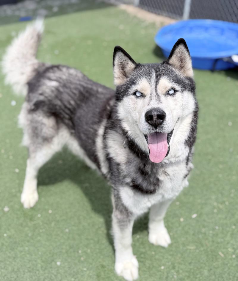 Enlarge Duke, a Adoptable Husky in Fruit Heights, UT image 3/6