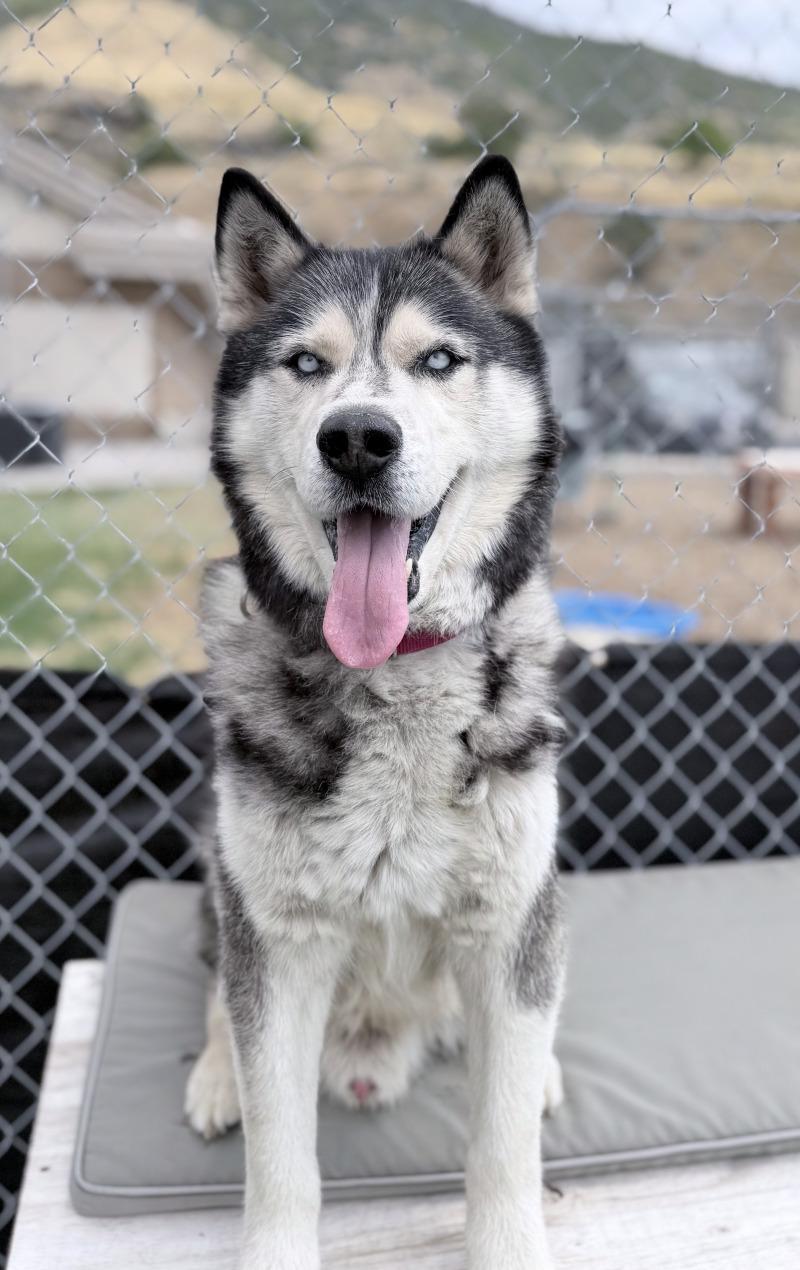 Enlarge Duke, a Adoptable Husky in Fruit Heights, UT image 4/6