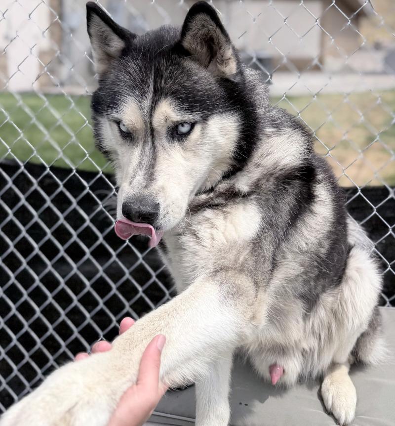 Enlarge Duke, a Adoptable Husky in Fruit Heights, UT image 5/6