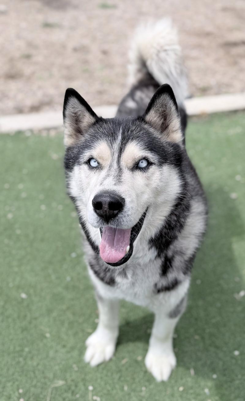 Enlarge Duke, a Adoptable Husky in Fruit Heights, UT image 6/6
