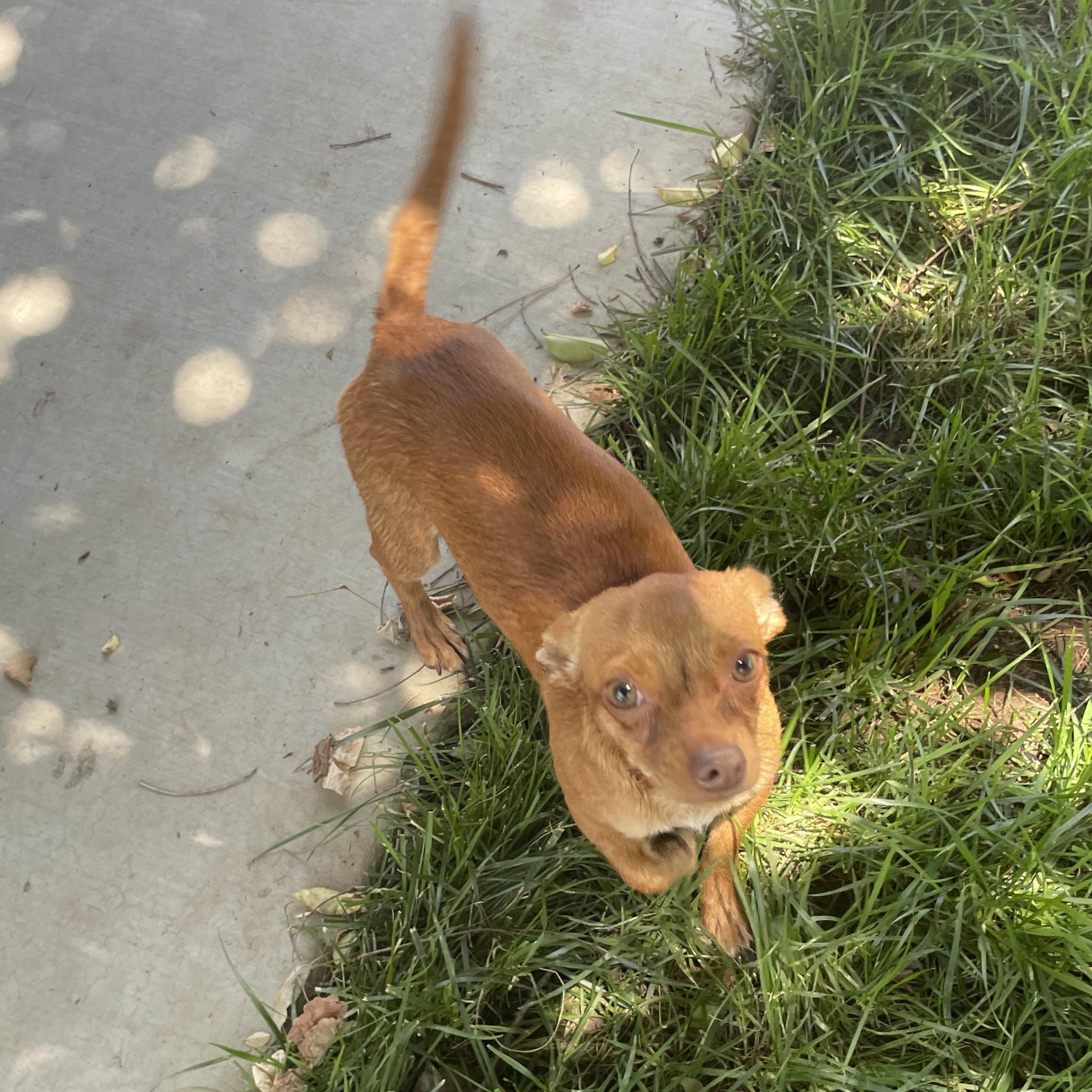 Chappie, adoptable, Adult Male Chihuahua.