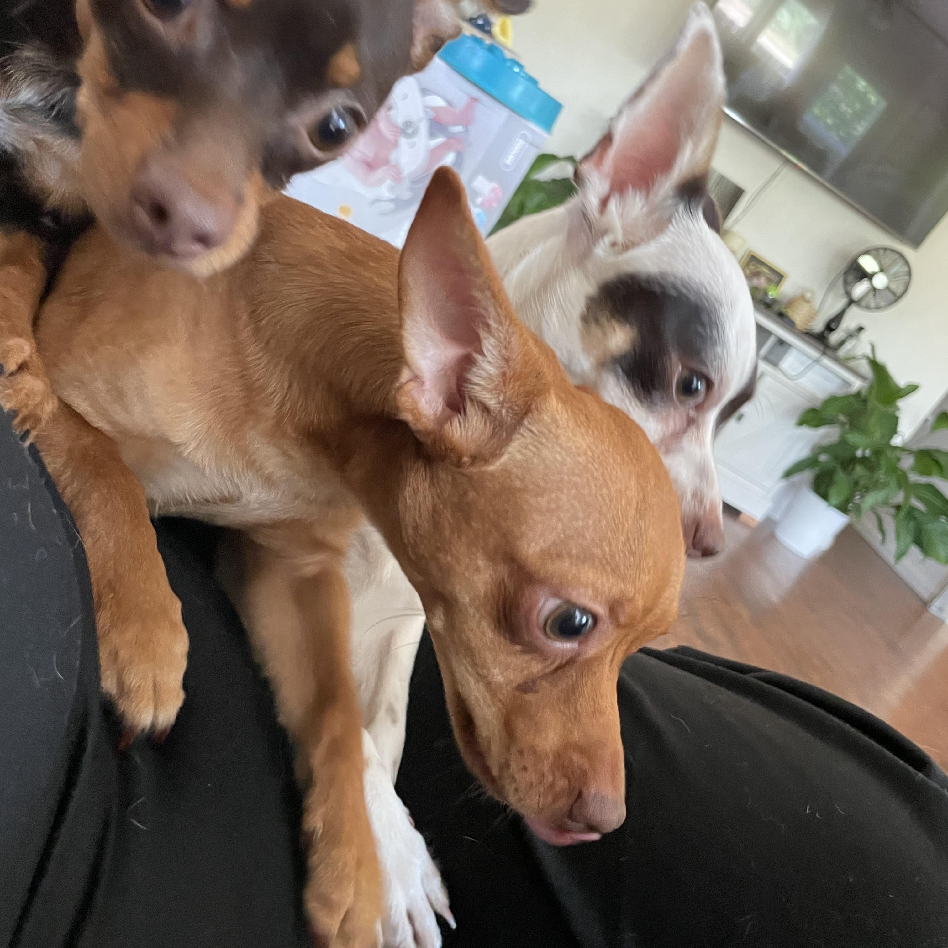 Enlarge Chappie, an adoptable Chihuahua in Seal Beach, CA image 3/6