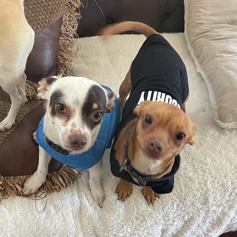 Chappie, adoptable, Adult Male Chihuahua.