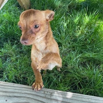Enlarge Chappie, an adoptable Chihuahua in Seal Beach, CA image 6/6
