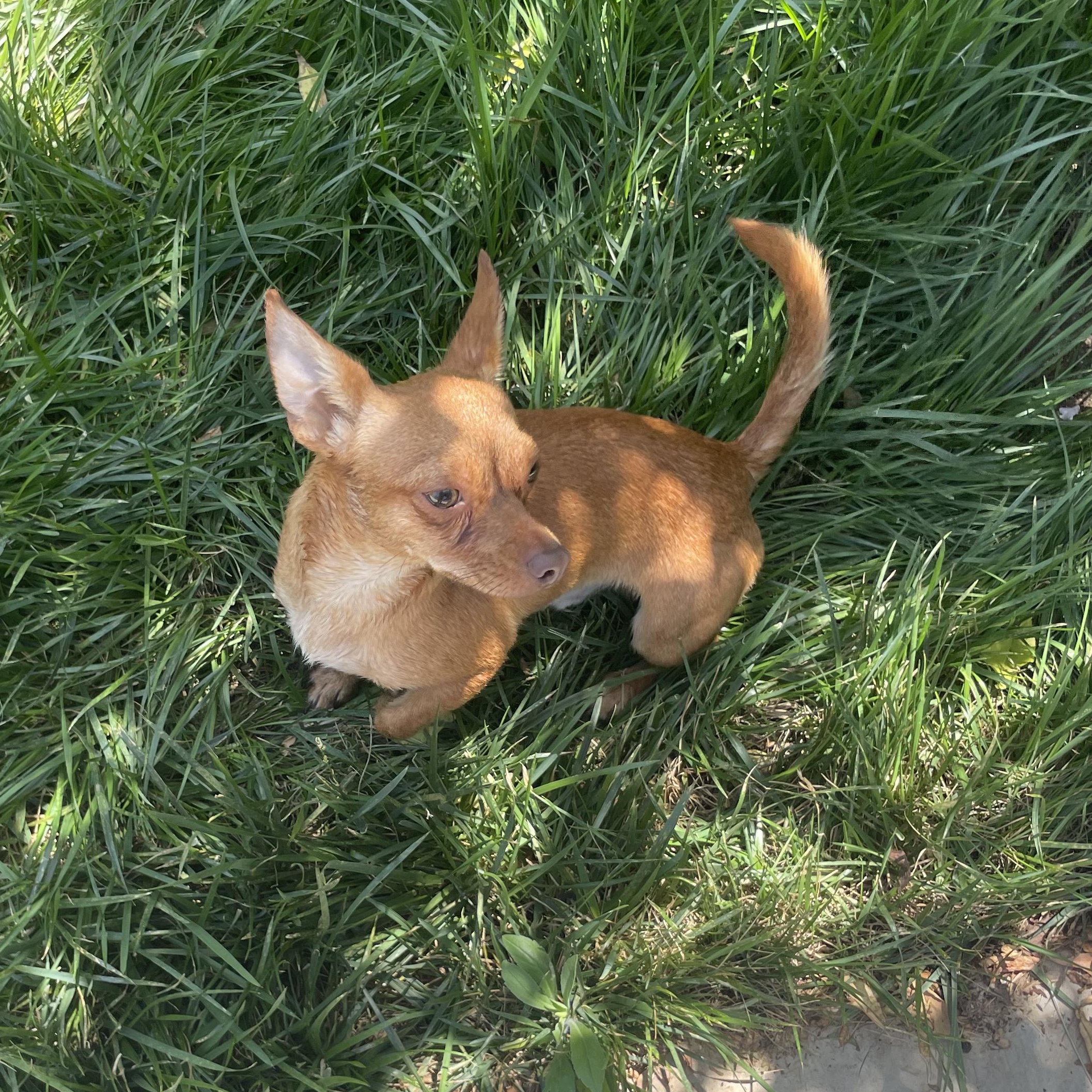 Enlarge Chappie, an adoptable Chihuahua in Seal Beach, CA image 4/6